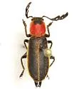 Chariessa texana