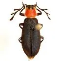 Chariessa texana - photo 2