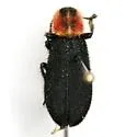 Chariessa texana - photo 4