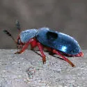 Chariessa vestita