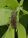 Chariesterus albiventris