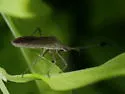 Chariesterus albiventris - photo 2