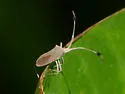 Chariesterus albiventris - photo 3