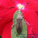 Euphorbia Bug