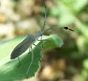Euphorbia Bug - photo 2