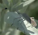 Euphorbia Bug - photo 3