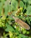 Euphorbia Bug - photo 4