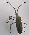 Euphorbia Bug - photo 5