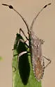 Chariesterus balli