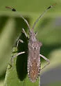Chariesterus balli - photo 2