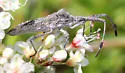 Chariesterus balli - photo 3
