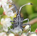 Chariesterus balli - photo 4
