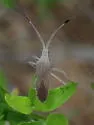 Chariesterus cuspidatus