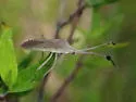 Chariesterus cuspidatus - photo 2