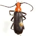 Charisalia americana