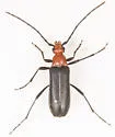 Charisalia americana - photo 2