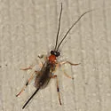 Charmon cruentatus