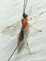 Charmon cruentatus - photo 2