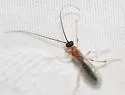 Charmon cruentatus - photo 3