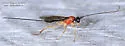 Charmon cruentatus - photo 4