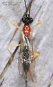 Charmon cruentatus - photo 5
