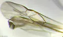 Charmon extensor - photo 5