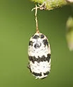 Charops annulipes