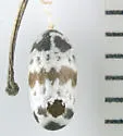 Charops annulipes - photo 4