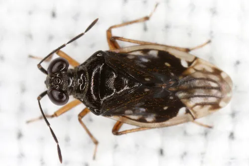 Chartoscirta cincta