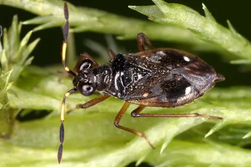 Chartoscirta cocksii