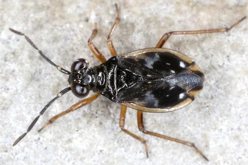 Chartoscirta elegantula