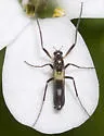 Chasmatonotus atripes - Chasmatonotus atripes