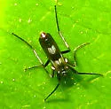 Chasmatonotus atripes - photo 2
