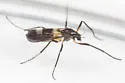 Chasmatonotus atripes - photo 3