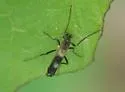 Chasmatonotus atripes - photo 4