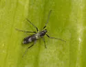 Chasmatonotus atripes - photo 5
