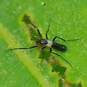 Chasmatonotus bicolor