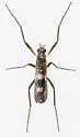 Chasmatonotus bimaculatus