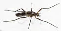 Chasmatonotus bimaculatus - photo 2