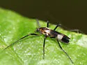 Chasmatonotus maculipennis