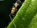 Chasmatonotus maculipennis - photo 3