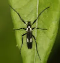 Chasmatonotus maculipennis - photo 4