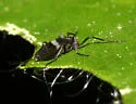 Chasmatonotus unimaculatus