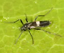 Chasmatonotus unimaculatus - photo 2