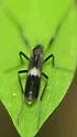 Chasmatonotus unimaculatus - photo 3
