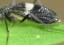 Chasmatonotus unimaculatus - photo 4