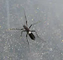 Chasmatonotus unimaculatus - photo 5