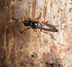 Chasmias paludator