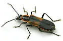 Chauliognathus deceptus