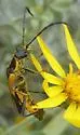 Chauliognathus deceptus - photo 2